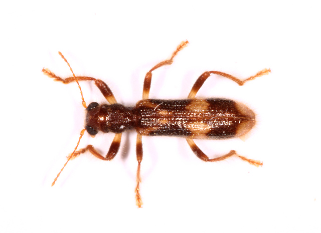 Opilo mollis - Copyright Denis Bourgeois